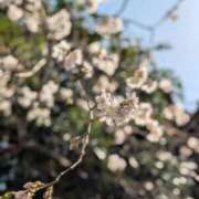 ヒメ日記 2026/03/01 10:36 投稿 美園 熟女の風俗最終章 新横浜店