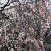 ヒメ日記 2026/03/10 07:06 投稿 美園 熟女の風俗最終章 新横浜店