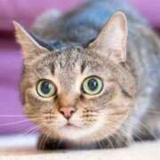 ヒメ日記 2026/03/18 07:36 投稿 美園 熟女の風俗最終章 新横浜店