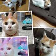 ヒメ日記 2025/07/30 02:49 投稿 よしみ 佐賀人妻デリヘル 「デリ夫人」