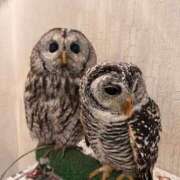 ヒメ日記 2025/01/18 08:13 投稿 ひいろ SOAPLAND LOVE FACTORY