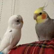 ヒメ日記 2026/01/11 20:19 投稿 ひいろ SOAPLAND LOVE FACTORY