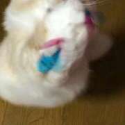 ヒメ日記 2026/02/22 06:22 投稿 ひいろ SOAPLAND LOVE FACTORY