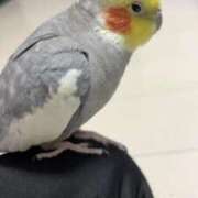 ヒメ日記 2026/04/27 06:02 投稿 ひいろ SOAPLAND LOVE FACTORY