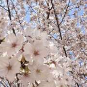 ヒメ日記 2025/04/10 02:55 投稿 らん 谷町人妻ゴールデン倶楽部