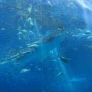 ヒメ日記 2025/08/30 04:00 投稿 らん 谷町人妻ゴールデン倶楽部