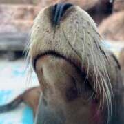 ヒメ日記 2025/05/11 23:07 投稿 日向 菜緒 バルボラ マリン