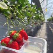 ヒメ日記 2026/03/04 18:39 投稿 莉久/Riku ジュリエット