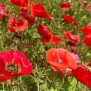 ヒメ日記 2025/06/12 12:06 投稿 めり Fの法則