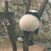 ヒメ日記 2024/12/15 11:18 投稿 水瀬ゆい サクラ（すすきの）