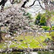 ヒメ日記 2025/04/24 06:42 投稿 水瀬ゆい サクラ（すすきの）