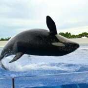 ヒメ日記 2025/05/05 06:33 投稿 水瀬ゆい サクラ（すすきの）