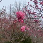 ヒメ日記 2025/05/05 17:18 投稿 水瀬ゆい サクラ（すすきの）