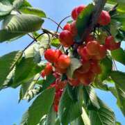 ヒメ日記 2025/06/08 16:48 投稿 水瀬ゆい サクラ（すすきの）