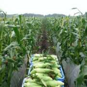 ヒメ日記 2025/06/22 12:18 投稿 水瀬ゆい サクラ（すすきの）