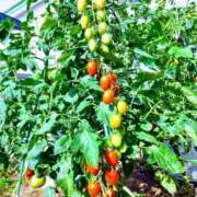 ヒメ日記 2025/07/23 22:30 投稿 水瀬ゆい サクラ（すすきの）