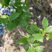 ヒメ日記 2025/08/21 21:39 投稿 水瀬ゆい サクラ（すすきの）