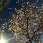 ヒメ日記 2025/03/21 19:48 投稿 松美 沙耶 名古屋貴楼館