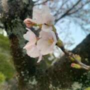 ヒメ日記 2025/04/02 21:38 投稿 松美 沙耶 名古屋貴楼館