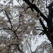 ヒメ日記 2025/04/06 08:44 投稿 松美 沙耶 名古屋貴楼館