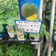 ヒメ日記 2025/05/25 15:41 投稿 松美 沙耶 名古屋貴楼館