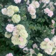 ヒメ日記 2025/05/26 07:08 投稿 松美 沙耶 名古屋貴楼館