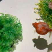 ヒメ日記 2025/06/30 21:31 投稿 松美 沙耶 名古屋貴楼館