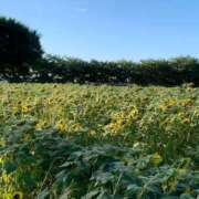 ヒメ日記 2025/08/26 05:58 投稿 松美 沙耶 名古屋貴楼館
