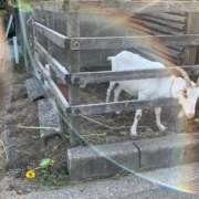 ヒメ日記 2025/08/27 08:08 投稿 松美 沙耶 名古屋貴楼館