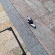 ヒメ日記 2025/11/06 06:28 投稿 松美 沙耶 名古屋貴楼館