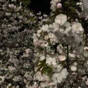 ヒメ日記 2026/04/16 22:28 投稿 松美 沙耶 名古屋貴楼館