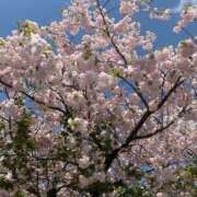 ヒメ日記 2026/04/17 06:58 投稿 松美 沙耶 名古屋貴楼館