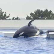 ヒメ日記 2024/12/11 22:44 投稿 きい ラブコレ