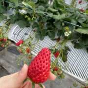 ヒメ日記 2025/03/14 20:44 投稿 きい ラブコレ