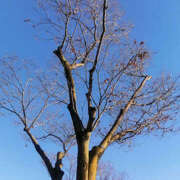 ヒメ日記 2025/01/09 11:52 投稿 とも美 いちべえ