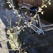 ヒメ日記 2025/01/24 11:04 投稿 とも美 いちべえ