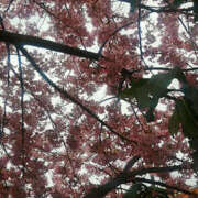 ヒメ日記 2025/03/14 16:41 投稿 とも美 いちべえ