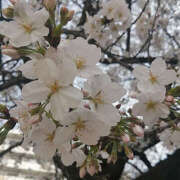 ヒメ日記 2025/03/31 19:39 投稿 とも美 いちべえ