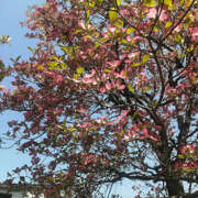 ヒメ日記 2025/04/17 15:51 投稿 とも美 いちべえ