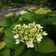 ヒメ日記 2025/06/04 12:11 投稿 とも美 いちべえ