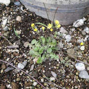 ヒメ日記 2025/06/12 13:58 投稿 とも美 いちべえ