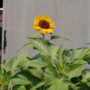 ヒメ日記 2025/07/03 15:49 投稿 とも美 いちべえ