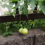 ヒメ日記 2025/08/28 15:22 投稿 とも美 いちべえ