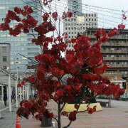 ヒメ日記 2025/11/13 18:09 投稿 とも美 いちべえ