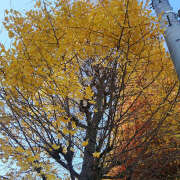 ヒメ日記 2025/11/27 11:37 投稿 とも美 いちべえ