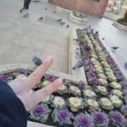 ヒメ日記 2025/01/30 00:09 投稿 提ひばり 松戸人妻花壇