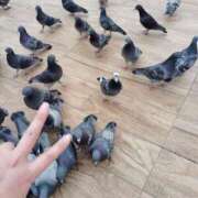 ヒメ日記 2025/03/15 16:15 投稿 提ひばり 松戸人妻花壇