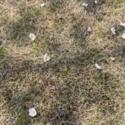 ヒメ日記 2025/05/19 22:02 投稿 船元雪江 五十路マダム宇都宮店(カサブランカグループ)