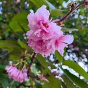 ヒメ日記 2025/04/26 18:44 投稿 七緒　いおり Oasis(薬研堀)