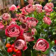 ヒメ日記 2025/11/11 09:04 投稿 七緒　いおり Oasis(薬研堀)